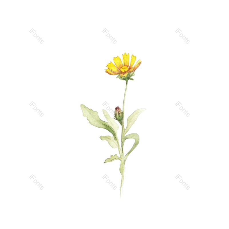 装饰图片,向日葵手绘元素,花卉PNG,花草免抠素材
